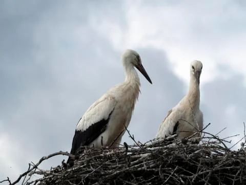 Two storks nest on a cloudy sky background Stock Photos