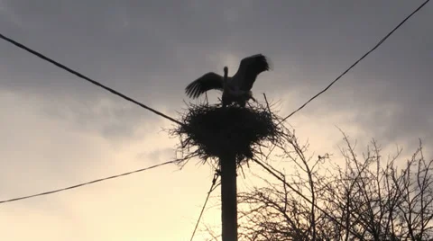 Two storks in a nest Video stock 39036176