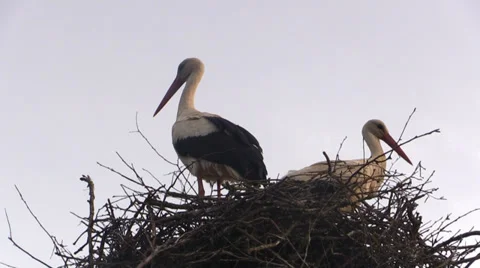 Two storks in a nest Stock Footage 39036319
