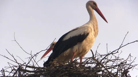 Two storks in a nest Video stock 39036856