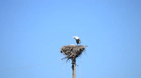 Two storks in a nest. One of them cleans its feathers Stock Footage 54620759