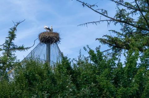 Two storks in a nest Stock Photos