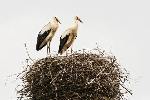 Two storks in the nest. Stock Photos