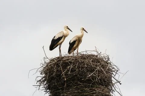 Two storks in the nest. Stock Photos