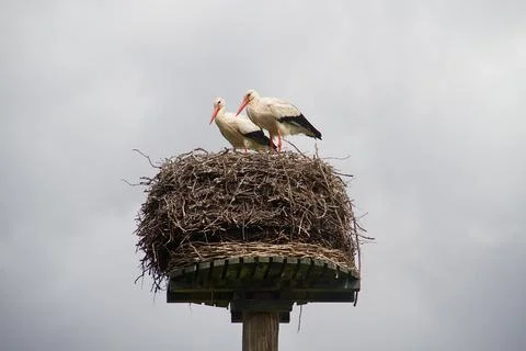 Two storks in a nest Stock Photos