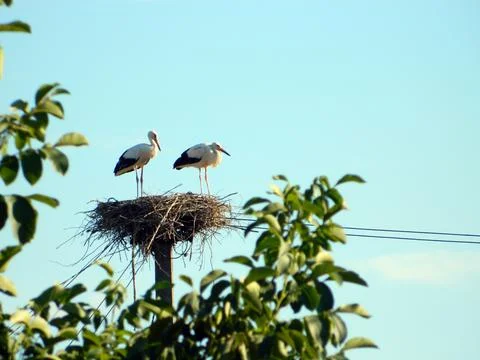 Two storks in the nest Stock Photos