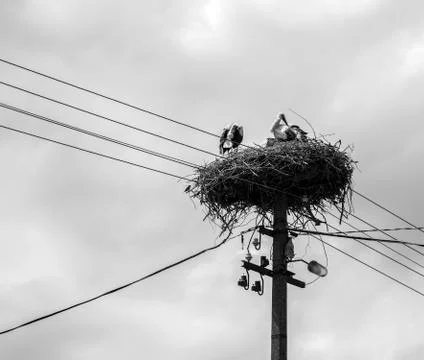 Two storks in a nest on a pole Stock-Fotos
