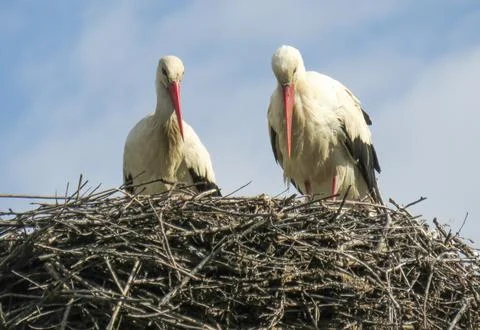 Two storks in a nest. In Romania Stock Photos