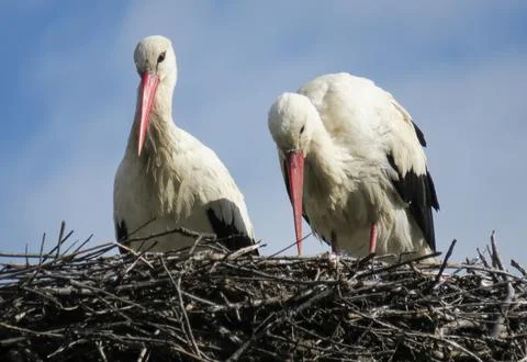 Two storks in a nest. In Romania 스톡 사진