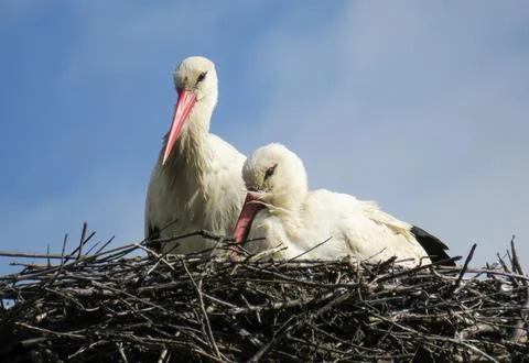 Two storks in a nest. In Romania 스톡 사진