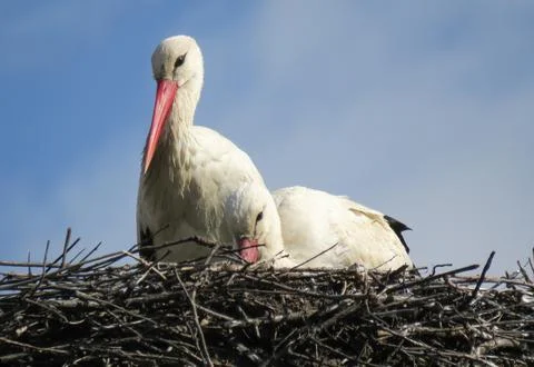 Two storks in a nest. In Romania 库存照片
