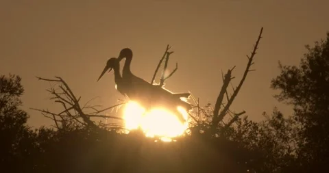 Two storks nest sunrise Stock Footage 280690763