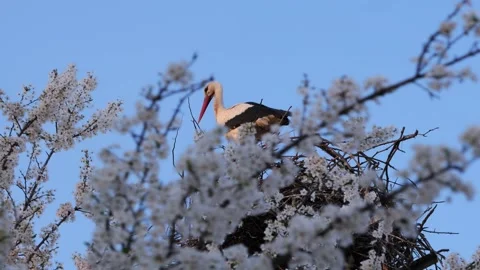 Two storks in nest on utility pole seen through blooming branches Stock Footage 332713527