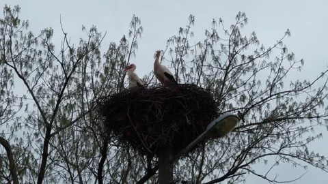 Two Storks Nesting on a Concrete Pole Stock Footage 305321196
