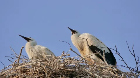 Two Storks Nesting Stock Footage 58688133
