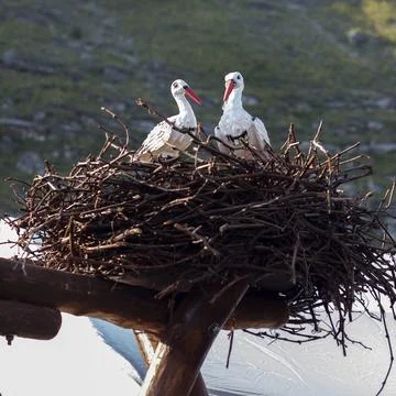 Two storks in nests on a wooden structure. Background features rocky terrai.. Stock Photos