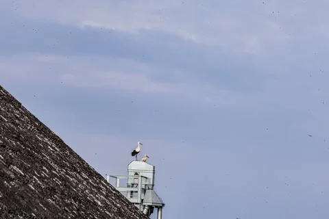 Two storks perched on a metal structure against a cloudy sky Stock Photos