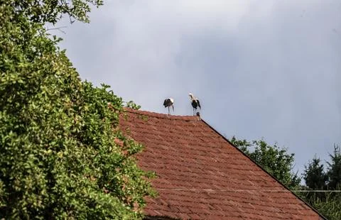 Two storks perched on a red tiled roof under a cloudy sky Stock Photos