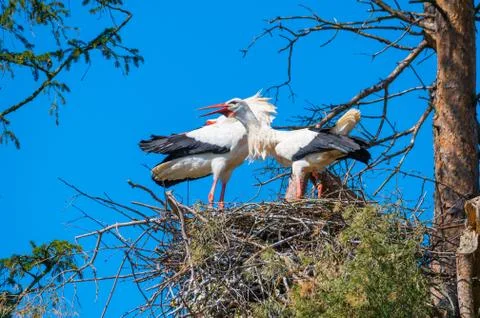 Two storks  perform their mating dance in their nest au Stock Photos
