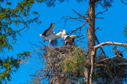 Two storks  perform their mating dance in their nest au Stock Photos