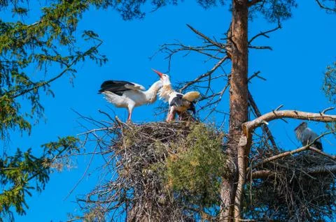 Two storks  perform their mating dance in their nest au Stock Photos