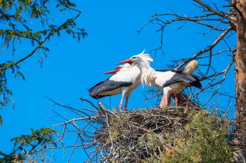 Two storks  perform their mating dance in their nest au Stock Photos