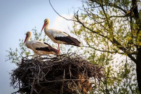 Two storks Stock Photos