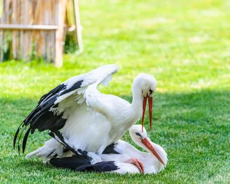 Two storks play one with other on the grass Stock Photos