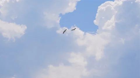 Two storks roam in the blue sky Stock Footage 111417265