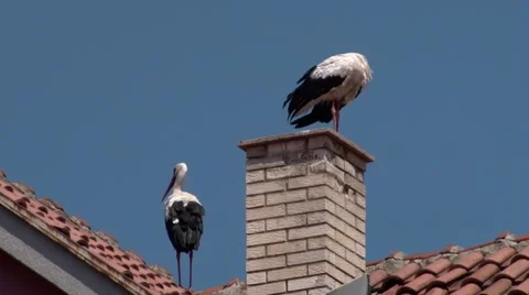 Two storks on roof Video stock 67634596