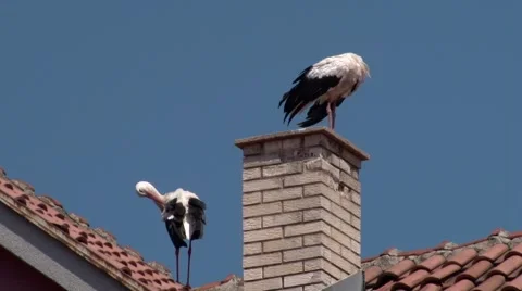 Two storks on roof Video stock 68344085