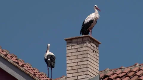 Two storks on roof Video stock 68345408