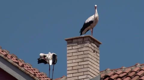 Two storks on roof Video stock 68497010