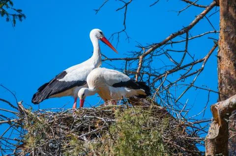 Two storks  sit in their nest with blue background Stock Photos