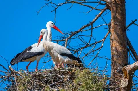 Two storks  sit in their nest with blue background Stock Photos