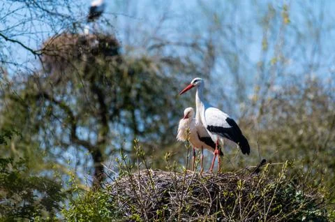 Two storks  sit in their nest with blue background Stock Photos