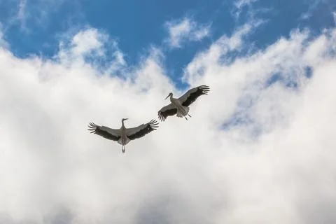Two storks in the sky Stock Photos