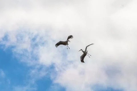 Two storks in the sky Stock Photos