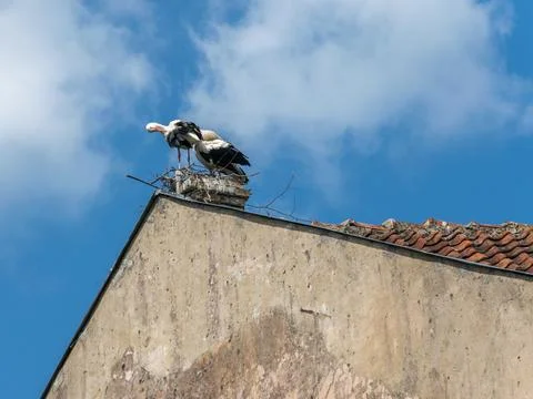 Two storks stand and clean feathers on a brick chimney of an old house Stock Photos