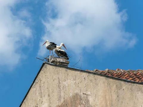Two storks stand on a chimney in its nest, blue sky in background. Stock Photos