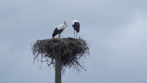 Two storks stand in a nest on a pole against a cloudy sky Video stock 311866857