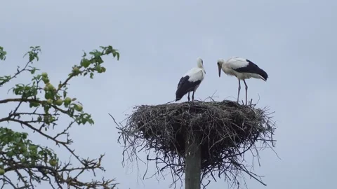 Two storks stand in a nest on a pole, one bird in the poop Stock-Footage 311866862