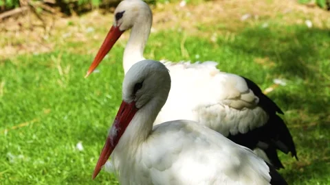 Two storks standing on a meadow Stock Footage 259987458