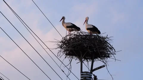 Two storks standing in nest on electric pole with power lines Video stock 332713438