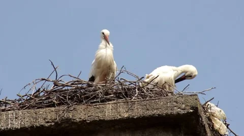 Two storks standing in the nest, first looks around, second combing feathers. 스톡 동영상 41087414
