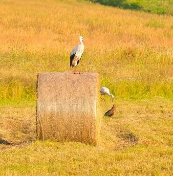 Two storks, a stork and a haystack in a field Stock Photos