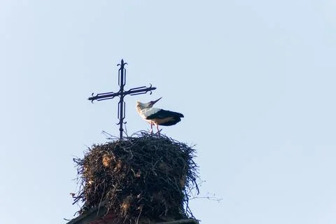 Two storks in their nest at the evening time 写真素材