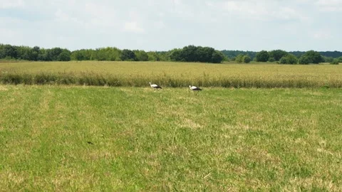 Two storks walk and peck on the lawn. Storks in search of food. Beautiful meadow Stock Footage 246966264