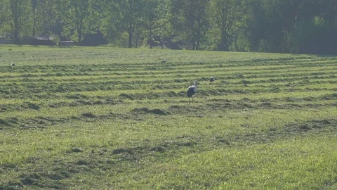Two storks walk on the field Video stock 116492918