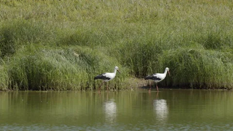Two storks walk slowly along the shore of the water Stock Footage 200827986